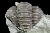 Wide, Enrolled Flexicalymene Trilobite In Shale - Ohio #67664-2